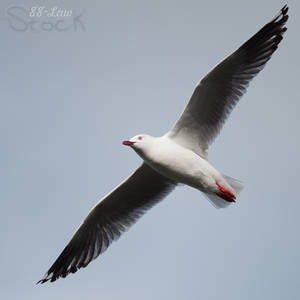 Seagull 15