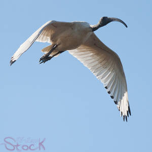 Australian White Ibis (Sacred Ibis)