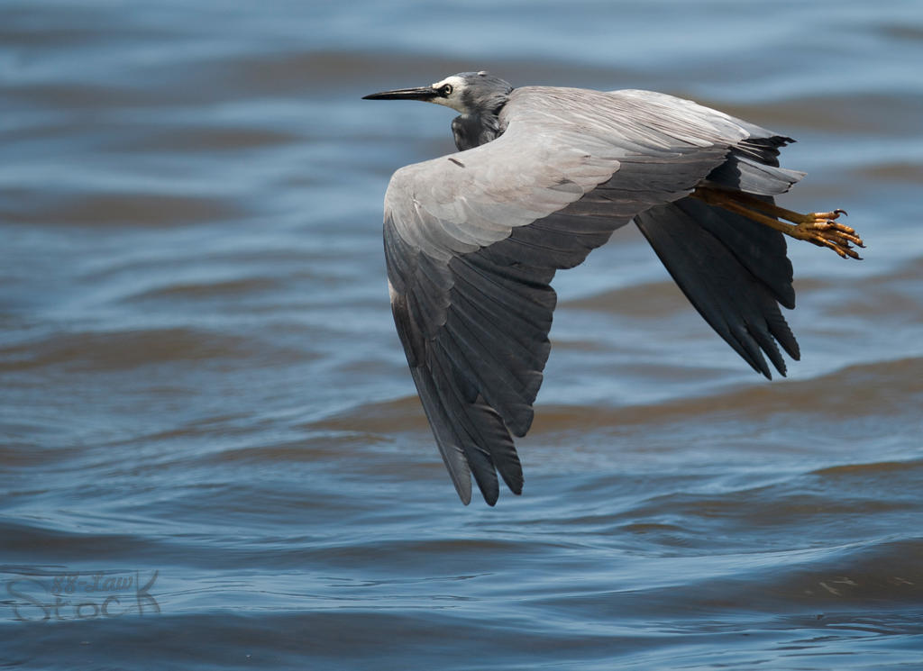 White faced Heron 08