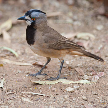 Crested Bellbird