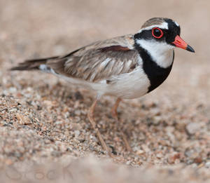 Black-fronted Dotterel by 88-Lawstock