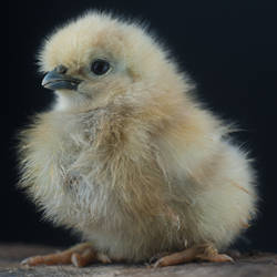 Chick 03