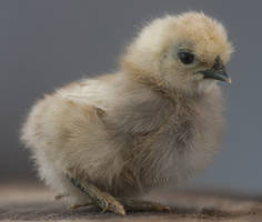 Chick 09