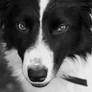 Marley B+W Close up