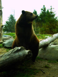 Gazing Bear