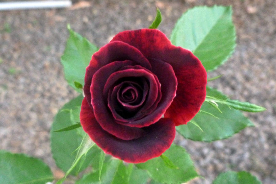 Brazilian Roses Brazilian Rose by rayofsunshine333 on DeviantArt
