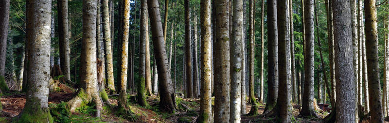 Winter Woodland Light