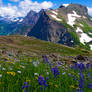 Wildflower Wilderness