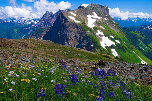 Wildflower Wilderness