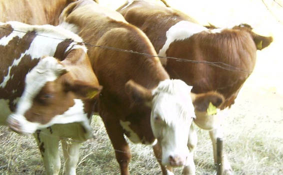 cow synchrondancing