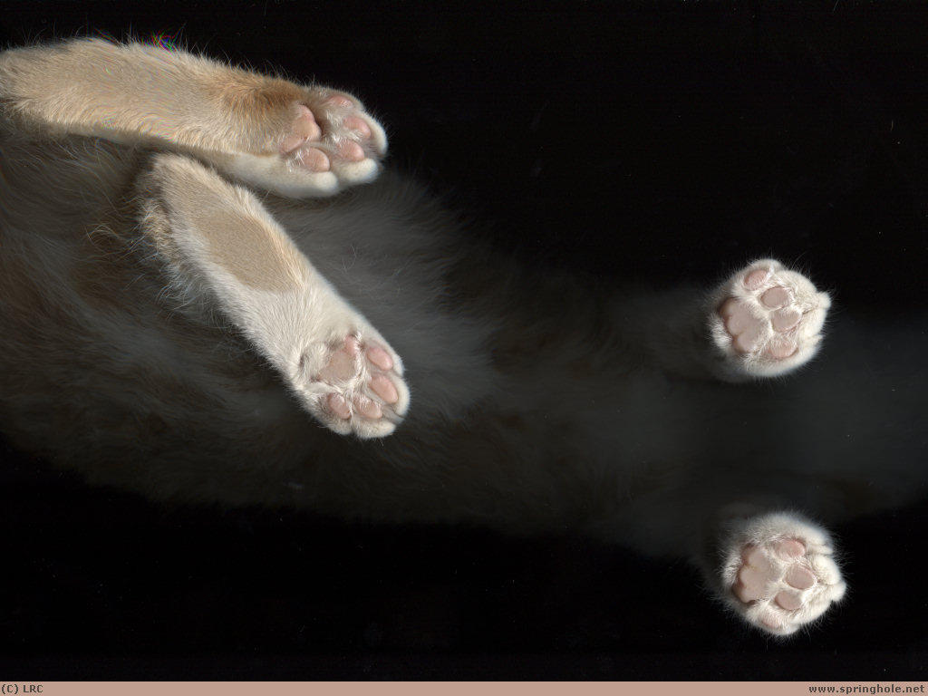 Передние и задние лапы кошки. Нормальная Кошачья передняя лапа и полидактилия. Полидактилия у кошек. Полидакт Мейн лапа. Полидакт шотландский.