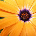 Orange by EaEriE