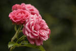 Roses by Feasul-Oniisama