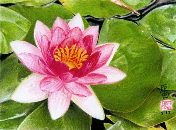 Flor de Loto 2 by carmenharada