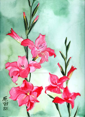 Gladiolas