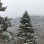 Winter Mountains and Trees