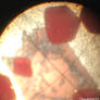 Garnet Schist through Microscope
