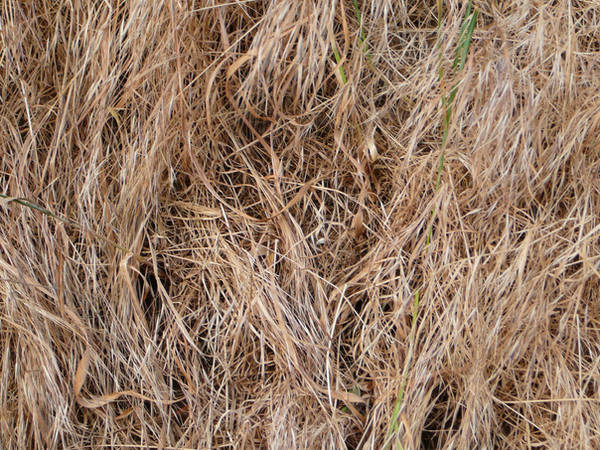 texture 05 by eugeal-stock