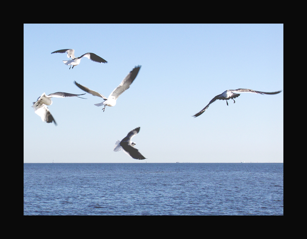 Birds in Pascagoula