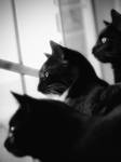 Undivided Attention by skdennard