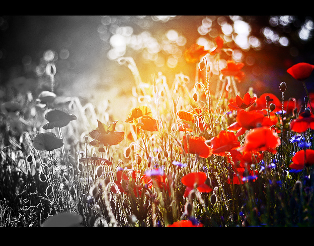 Sun kissed poppies