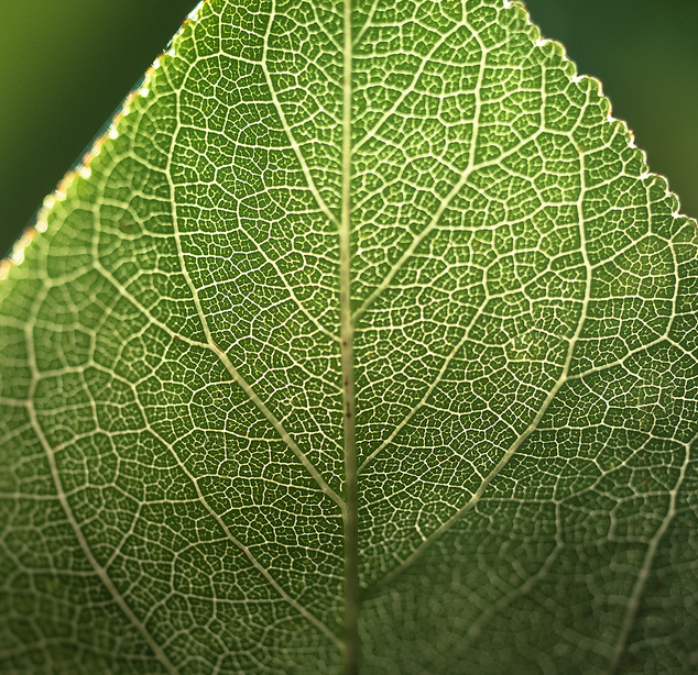 Venis of a leaf.