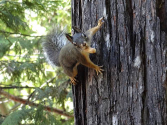 On a Tree