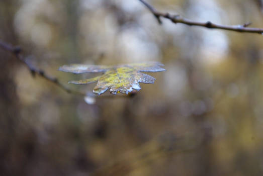 In Ardenne's Forest