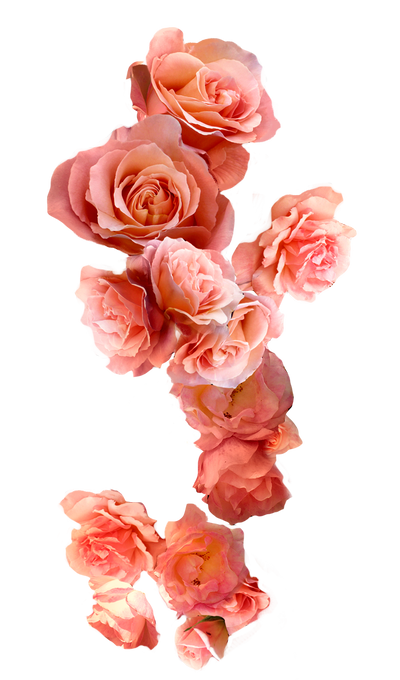Tumbling Roses Tumbling Roses by BrookeGillette on DeviantArt