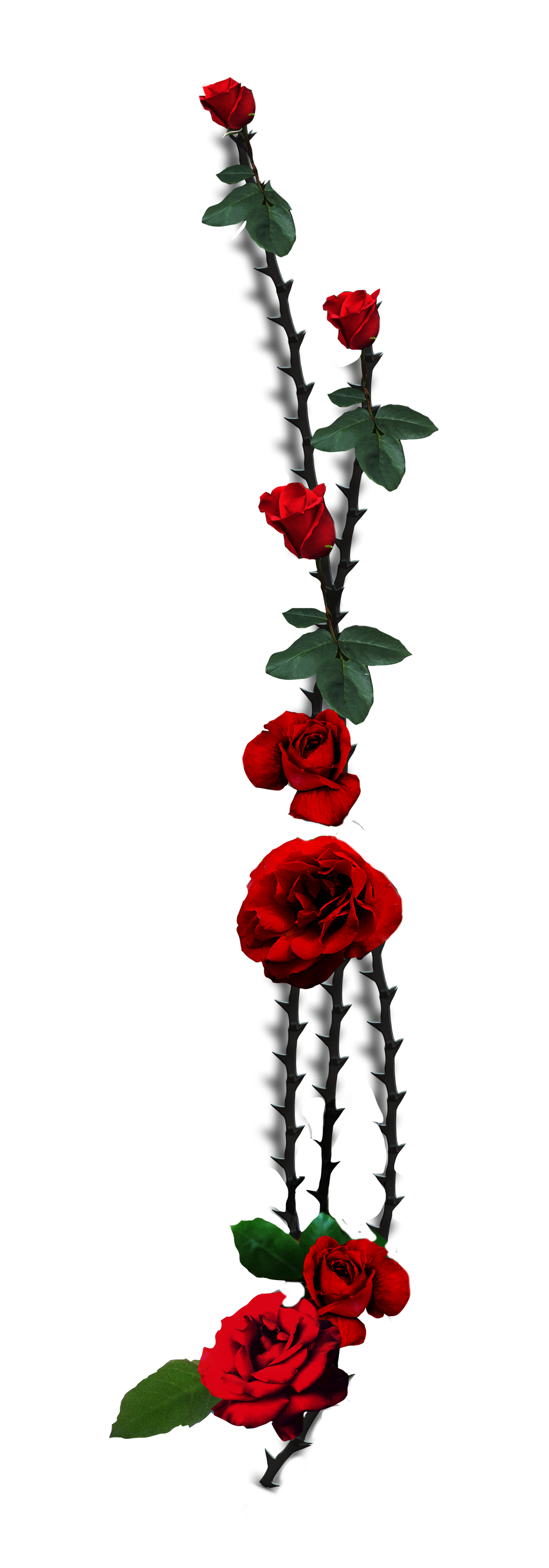 Red Roses by BrookeGillette on DeviantArt