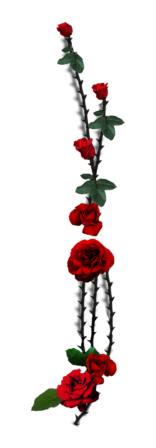 Red Roses by BrookeGillette on DeviantArt