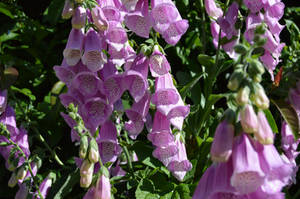 Foxglove