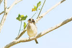 song bird on a branch by missayeka