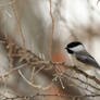 a Chicadee