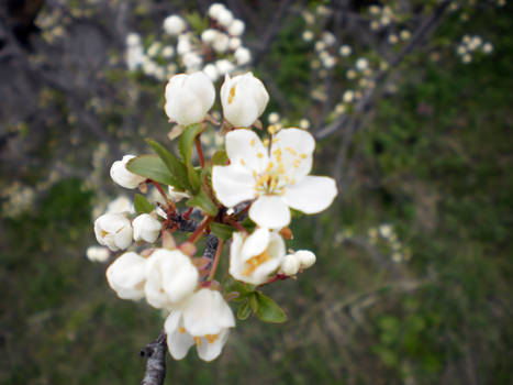 Spring Flowers