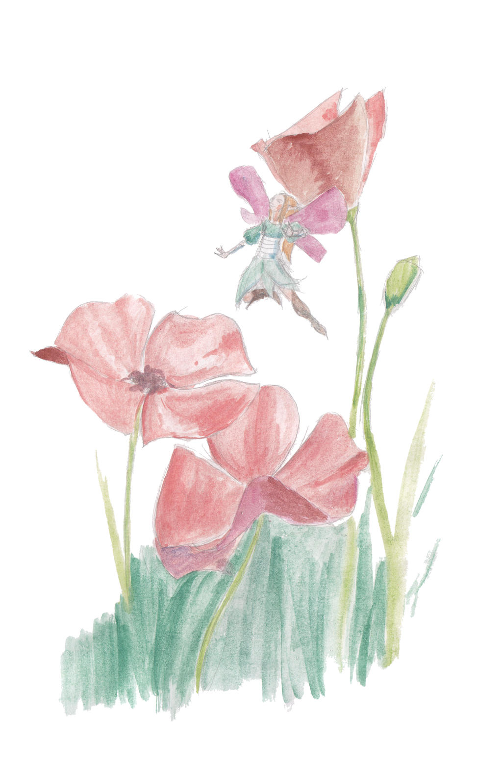 Flower Poppy