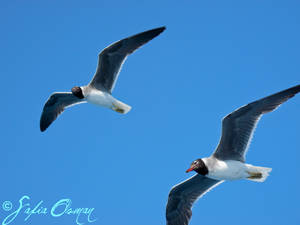 Two seabirds flying over the Red Sea, Egypt