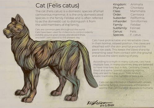 The cat (Felis catus)