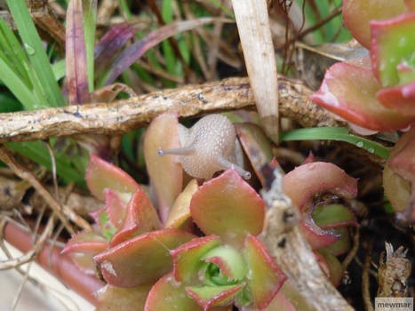 snails too have eyes