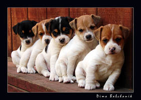 P u p p i e s