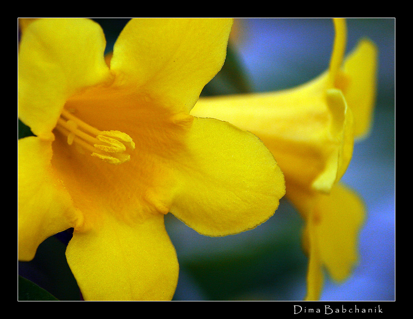 Spring Yellow Color