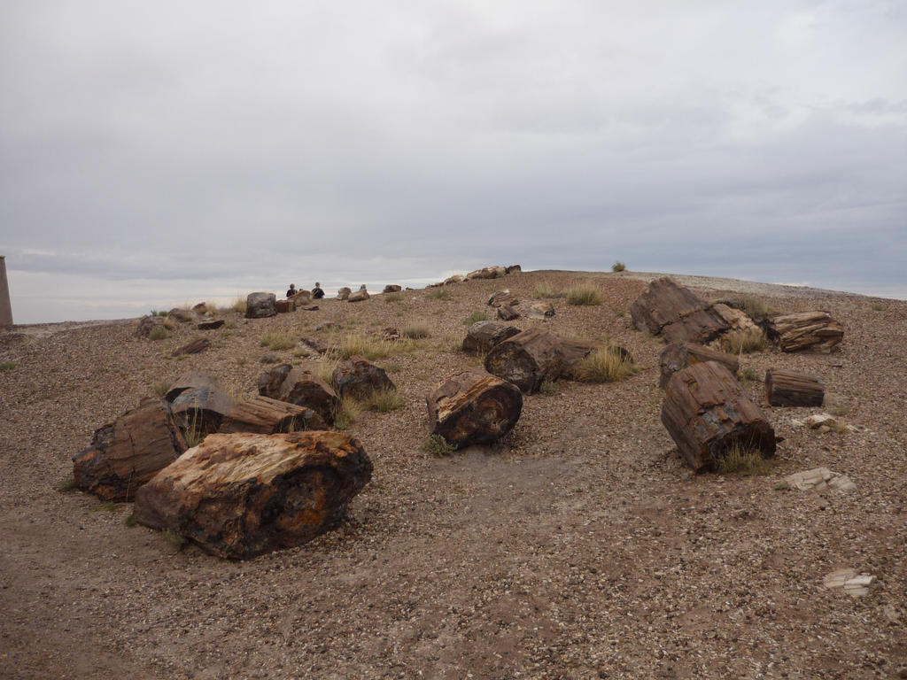 Trips to Petrified Forest NP 27