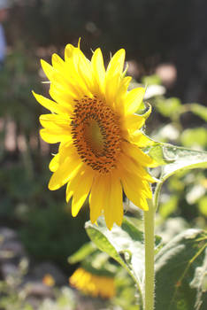 Sunflower