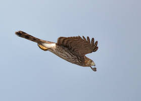 Hawk In Flight