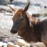 Elk at the Grand Canyon