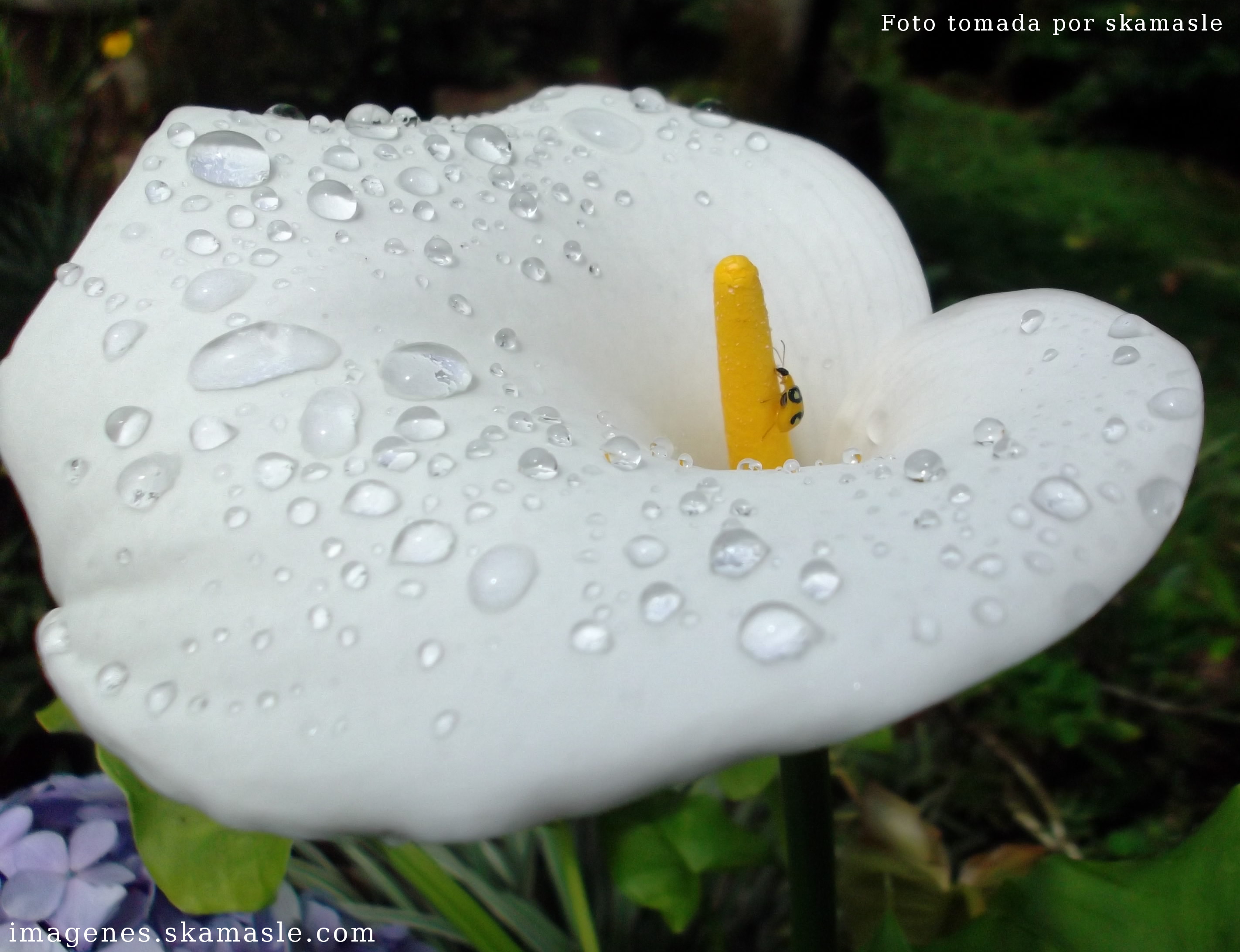 Flower - Kala con gotas de agua by skamasle on DeviantArt Flower - Kala con gotas de agua by skamasle on DeviantArt