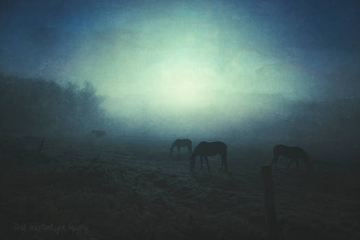 Horses In Fog And Backlight 