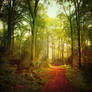 oCtober forest