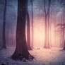 Magic Forest in Winter