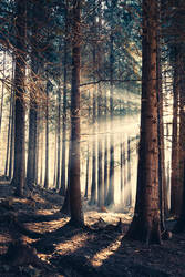 Light In Forest